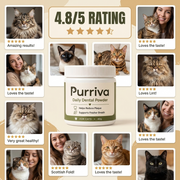 Purriva Daily Scoop